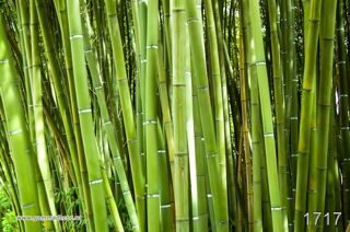 Фотообои бамбук 1717