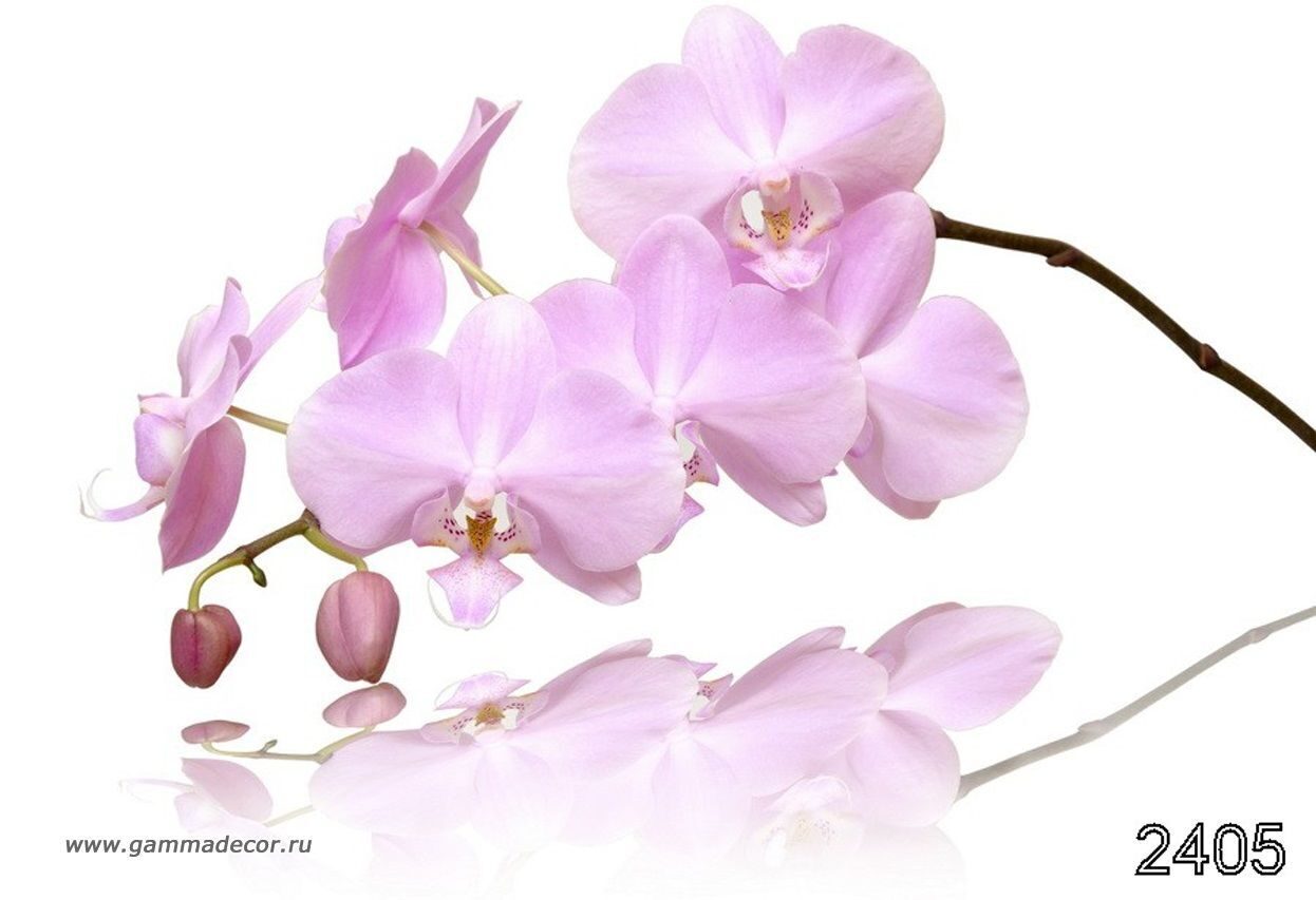 Веточка орхидеи нежно розовая на белом фоне